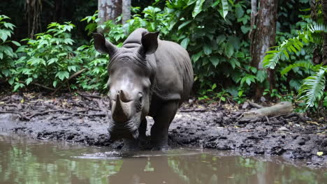 white rhinoceros drinking in a forest