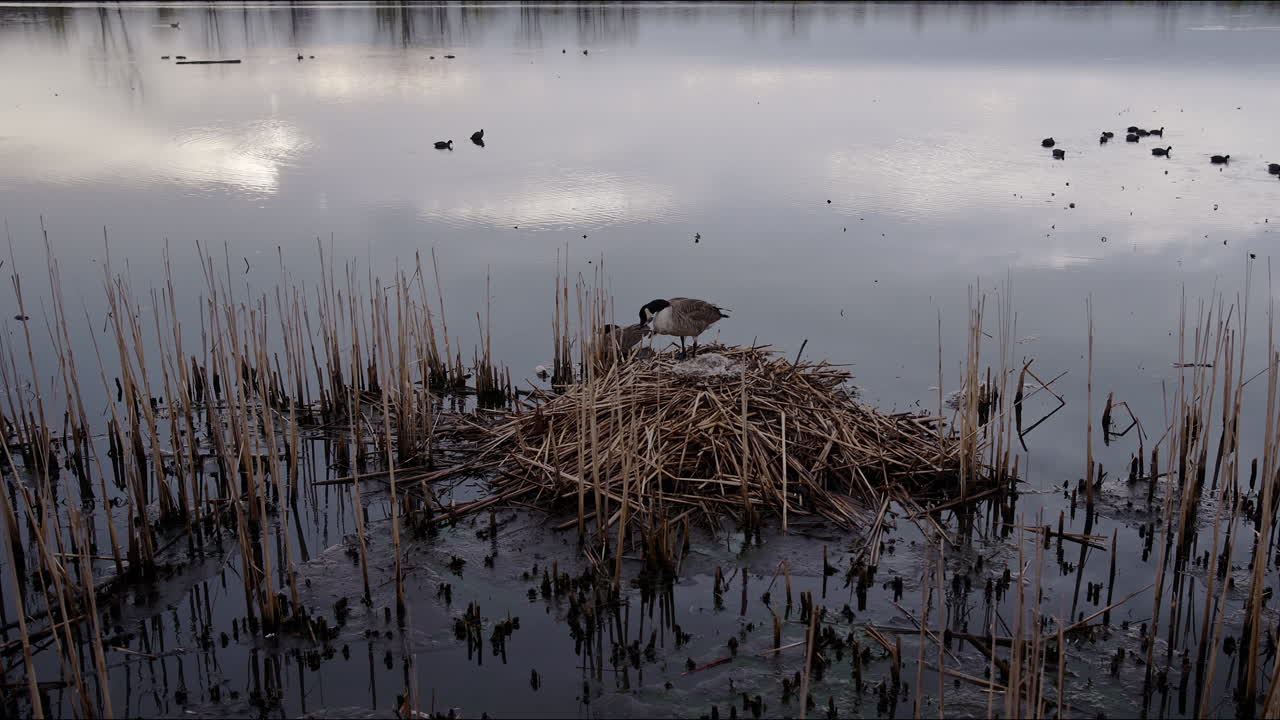 slow motion shot of adult geese padding their nest on pond
