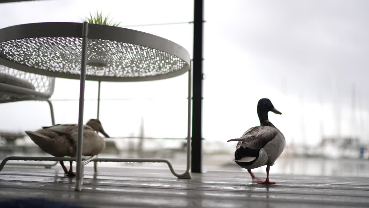 Ducks walking on wooden deck near modern outdoor furniture with marina view in the background