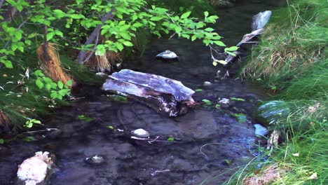 woodland stream panorama in southwest usa