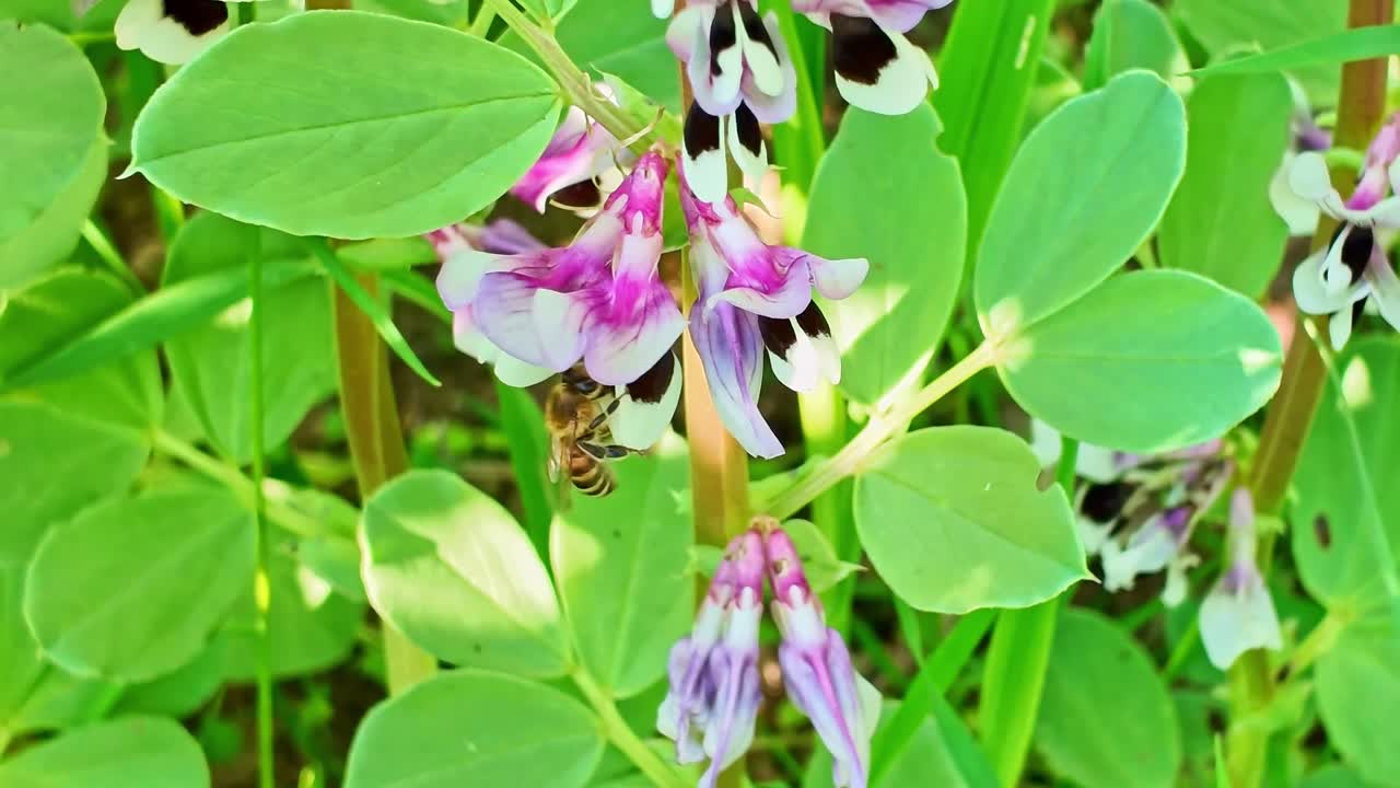 Close-up of honey bee collecting nectar from purple and white broad bean flower in sunlit field, Pollination, agriculture