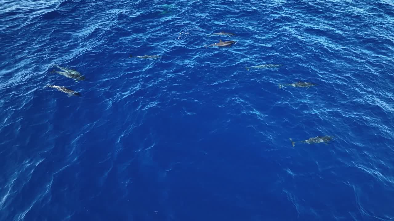 夏威夷海豚群在毛伊島游泳, 尾巴拍打