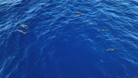 grupo de delfines hawaianos nadando y golpeando la cola en maui