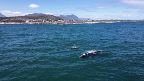 ballenas francas australes eligen aguas más cálidas de sudáfrica para parir, vista aérea