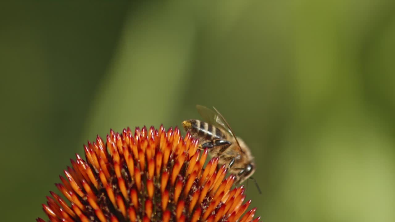 la abeja polinizando sobre la cabeza de las flores de cono en una profundidad poco profunda del campo