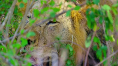 Lion-panting-in-hot-African-sun-trying-to-keep-cool,-squinting-eyes-with-bright-fur