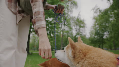 woman and shiba inu dog in a park
