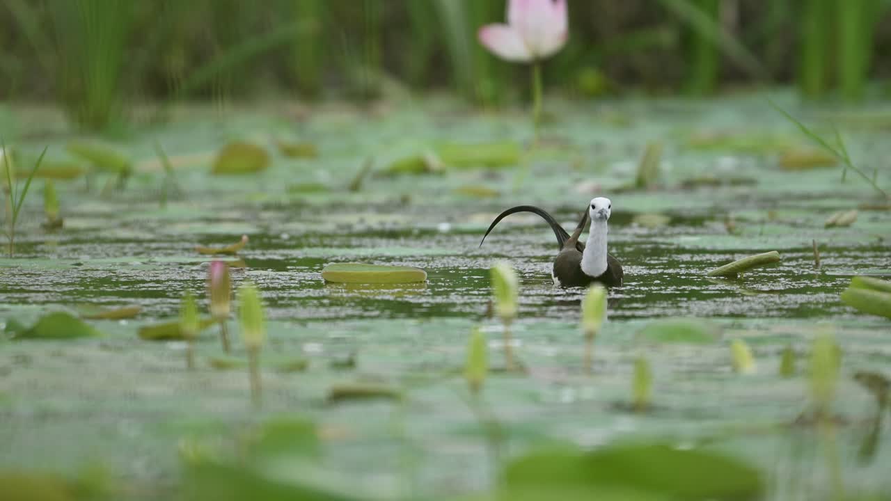 Close motion shot of Jacana flying out of lush wet habitat