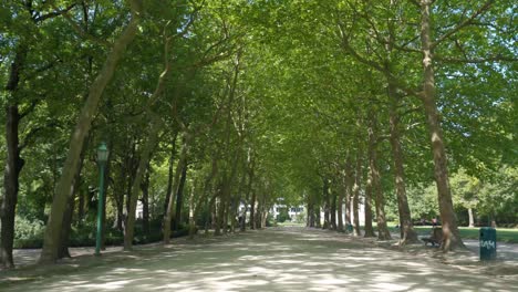 forward dolly shot on beautiful park way with green trees and foliage on side of the park street