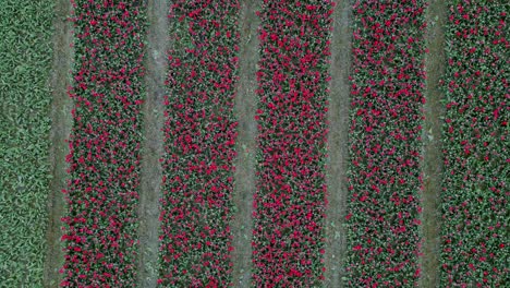 Tulip-Field-Emmeloord,-Netherlands.-symmetrical-ascending-flight