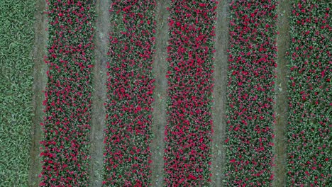 tulip field emmeloord, netherlands. symmetrical ascending flight