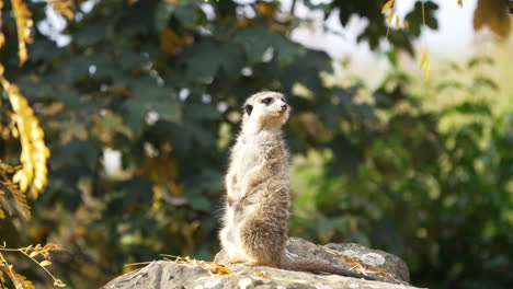 Linda-Y-Divertida-Suricata-Mirando-A-Su-Alrededor