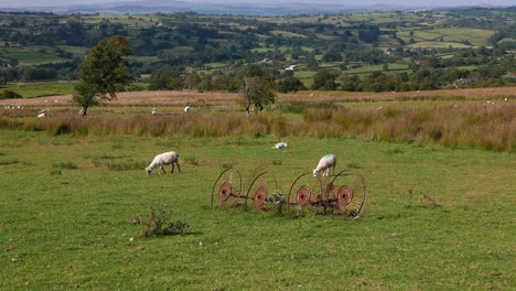 pastoral scene with sheep and rusty farm machinery in rolling green hills