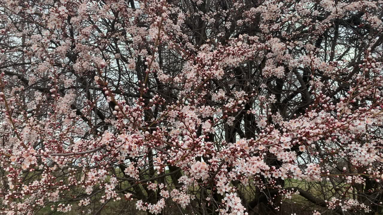 Fiori di ciliegio primaverili che ondeggiano al vento.