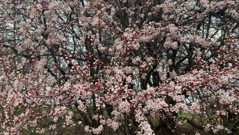 spring cherry blossoms swaying in the wind