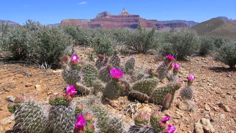 flores de cactus florecen 2
