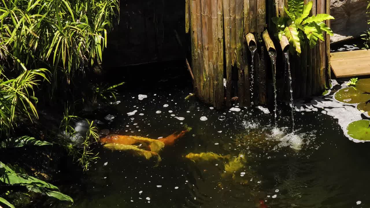 Peaceful Koi Pond with Water Feature and Lily Pads