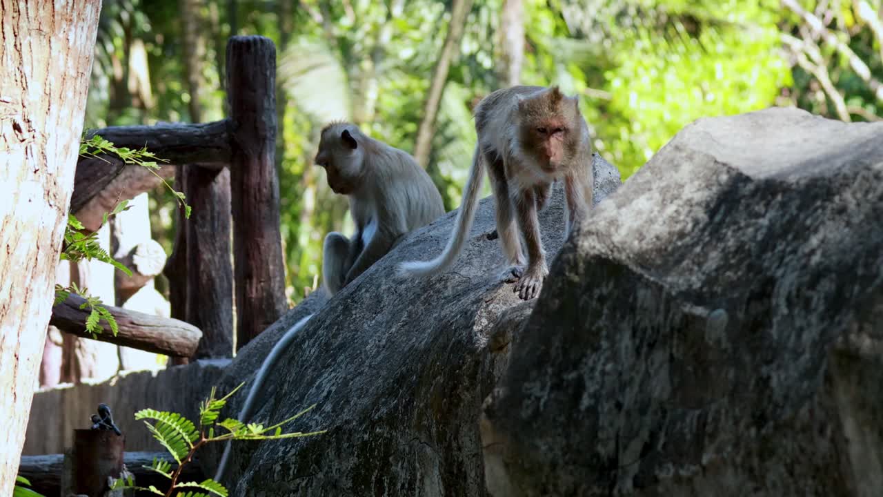 monos en las rocas de un bosque