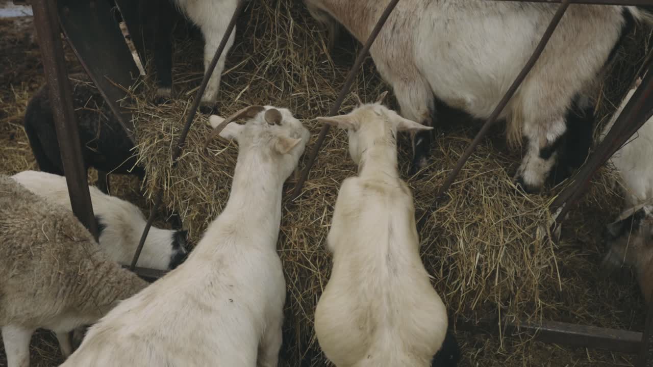 Giovani capre bianche che mangiano fieno in una fattoria - Ripresa dall'alto.