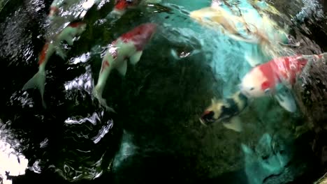 koi, fancy carp are swimming in above