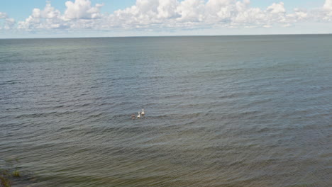 Family-of-swans-swimming-on-the-waves