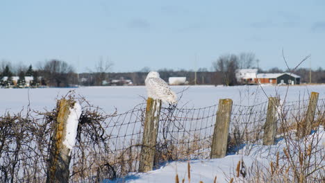 large adult snowy owl sits on a fence post, keeping warm in the morning sunlight and searching for prey