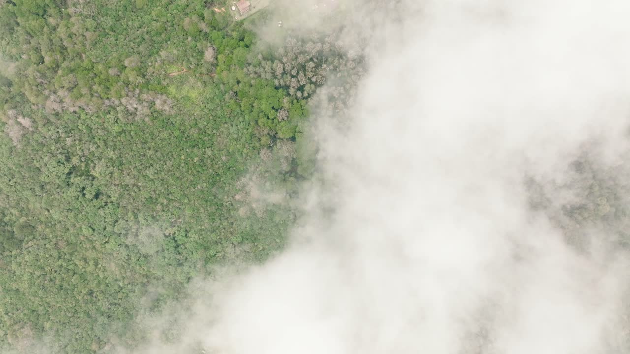 bosque con árboles y vegetación verde y nubes y niebla