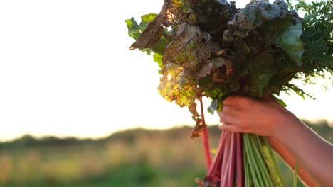 Farmer Keeps Fresh Organic Natural Vegetables on a Sunny Green Field Collecting Fresh Vegetables in the Hands of a Farmer Farmer Keeps Fresh Organic Natural Vegetables on a Sunny Green Field the Concept of Growing Ofochi Environmentally Friendly without Gmos