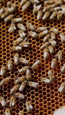 hands of man shows a wooden frame with honeycombs. frames of a bee hive. beekeeper on apiary. vertical video