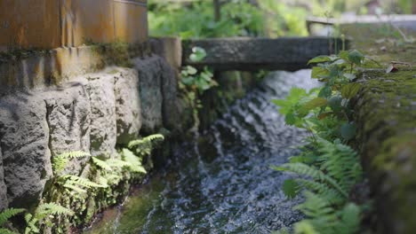 Los-Helechos-Crecen-En-El-Canal-De-La-Calle-Japonesa-Corriendo-Con-Agua-Fresca-De-Montaña,-Daisen