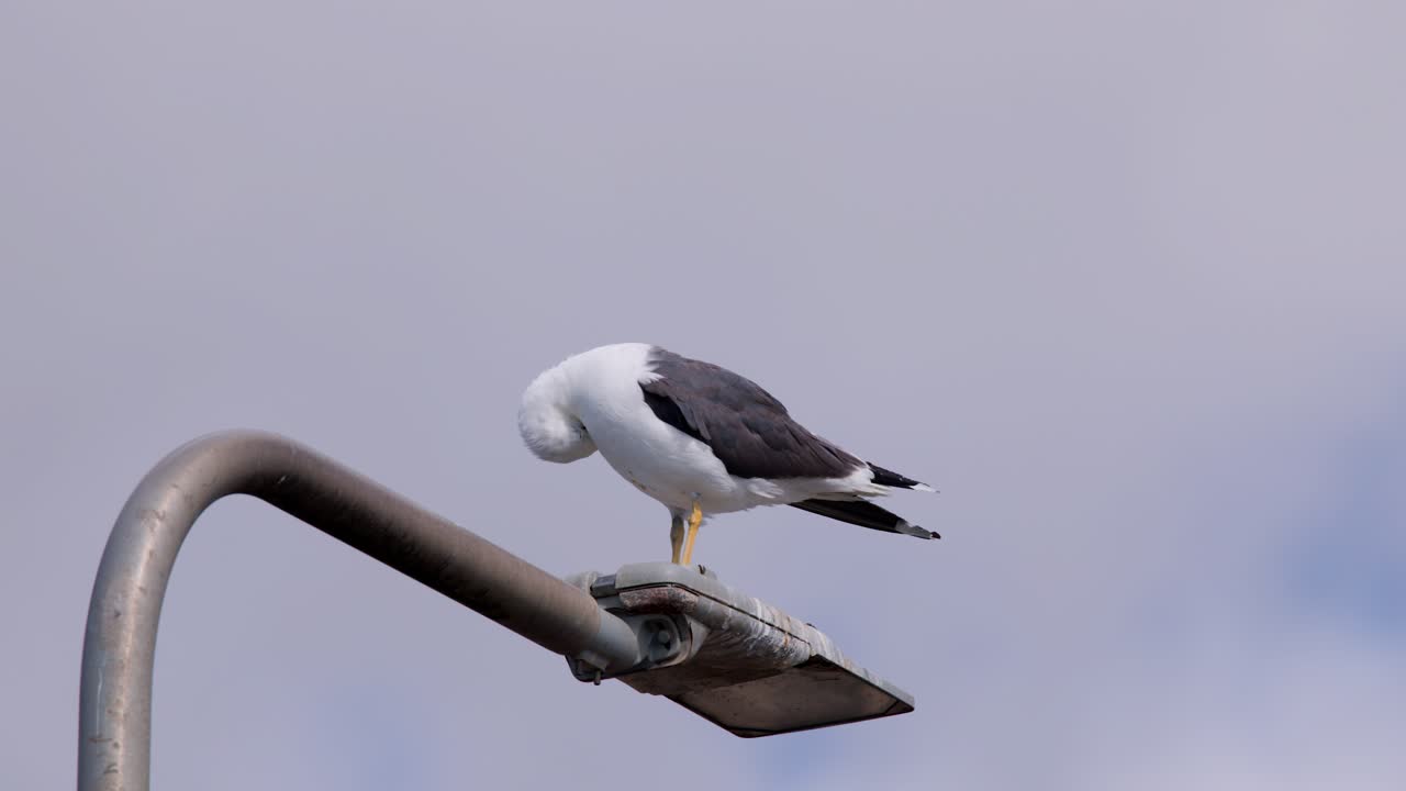 A large seagull stands and shifts position atop a weathered lamp post, glancing around under soft daylight with a blurred sky background