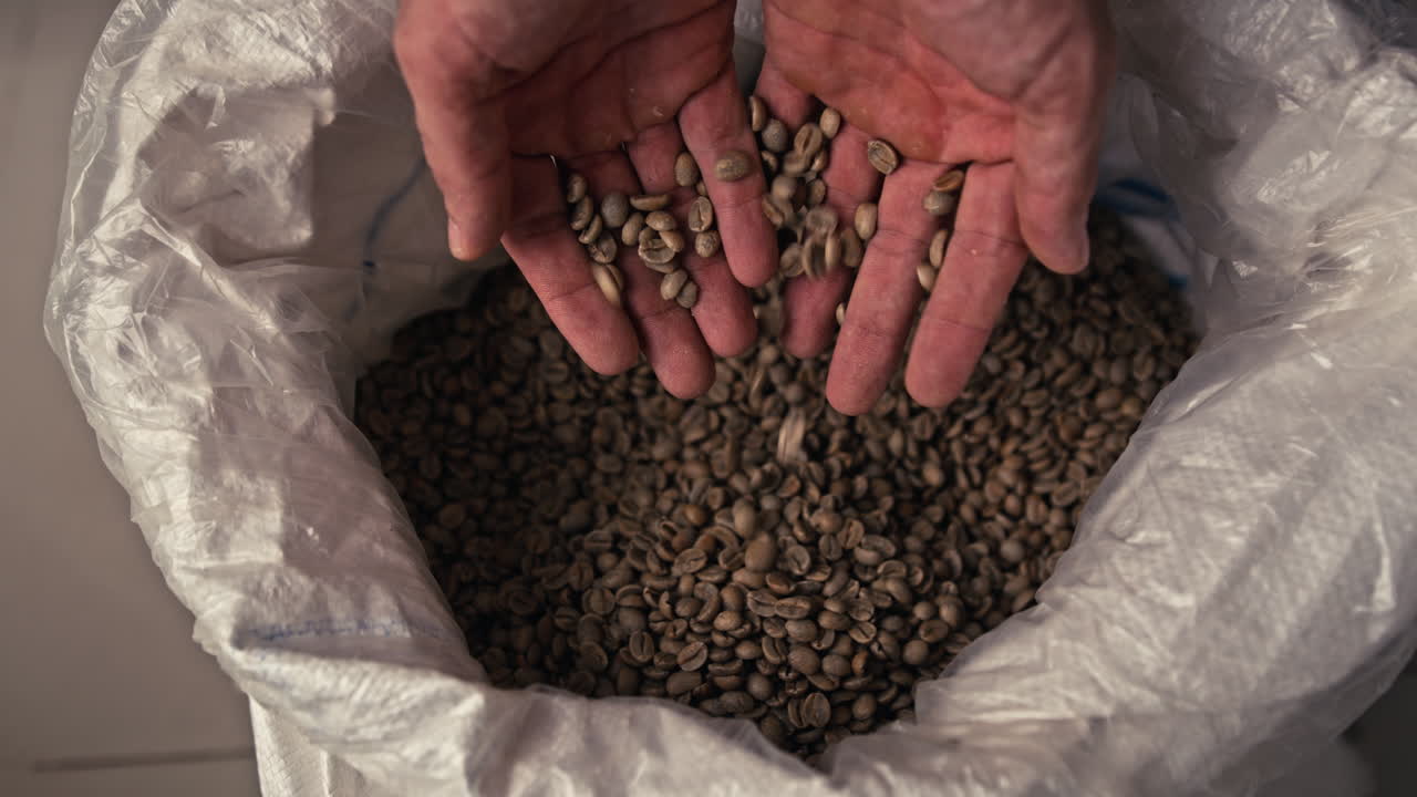 Hands pouring green coffee beans from a bag