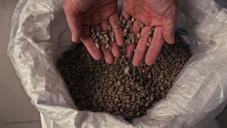 hands pouring green coffee beans from a bag