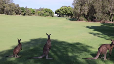 several kangaroos move through an open parkland