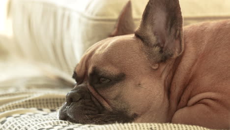 sleepy french bulldog dog resting on a knit blanket