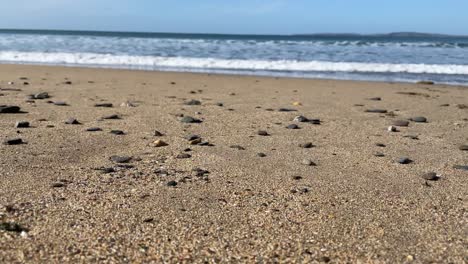 huyendo de las olas, material de archivo de ángulo bajo en un día de arena en la playa de arena