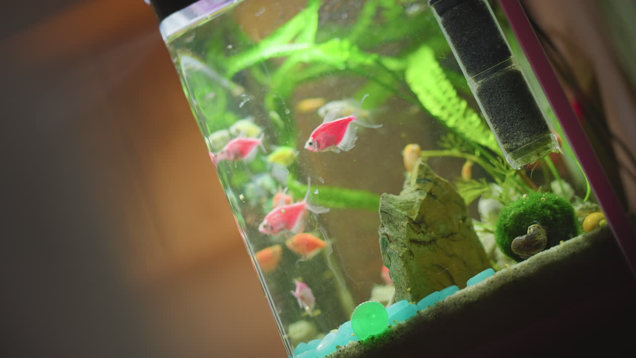 Colorful fish swimming actively inside aquarium with plants, stones, filter, and decorative objects, creating vibrant underwater scene with tropical species in motion surrounded by green aquatic environment