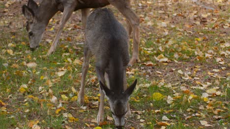 deer mother and fawn grazing looking up at autumn