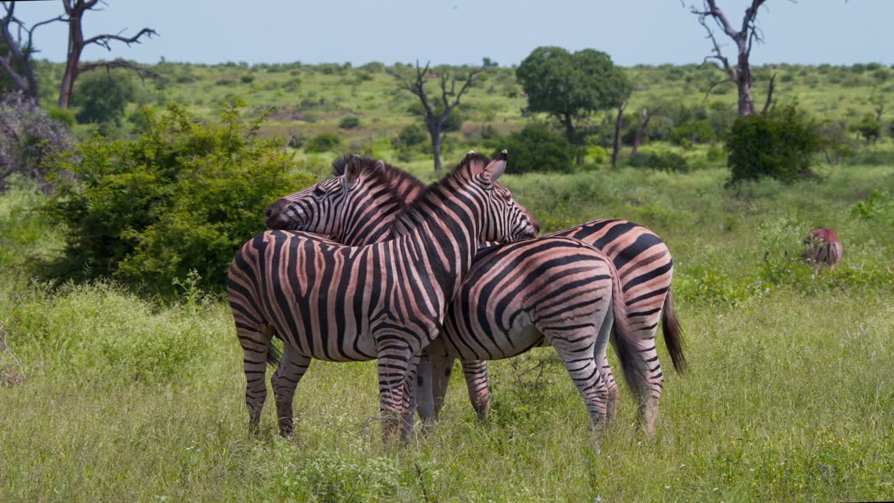 Plains zebras standing close together crossing necks in grassy plain