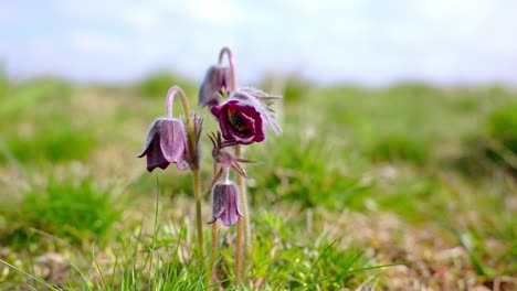 Capullos-De-Pasqueflower-De-Color-Púrpura-Que-Florecen-En-El-Campo-En-Primavera