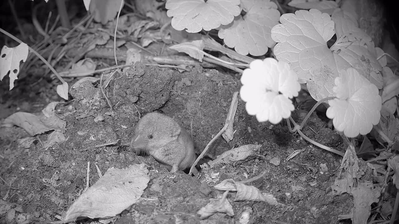 Common shrew (Sorex araneus), also known as the Eurasian shrew emerges from burrow at night, Estonia