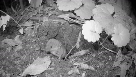 common shrew (sorex araneus), also known as the eurasian shrew emerges from burrow at night, estonia