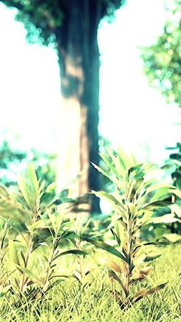 primer plano de plantas verdes en un bosque
