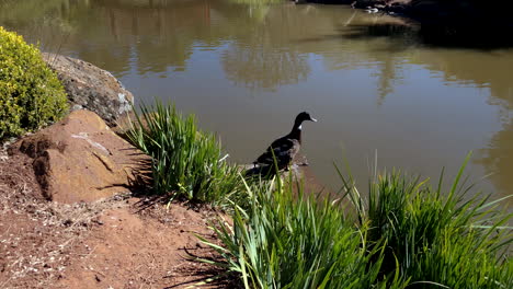 el pato amigable agita la cola, el ju raku en el jardín japonés, toowoomba australia