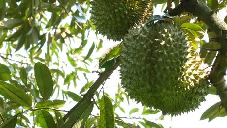 frutas de durian en el árbol