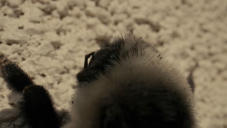 macro closeup on the body of a hairy bumble bee