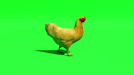 chicken goes on an isolated green background. chromakey. green screen. 3d animation of seamless loop