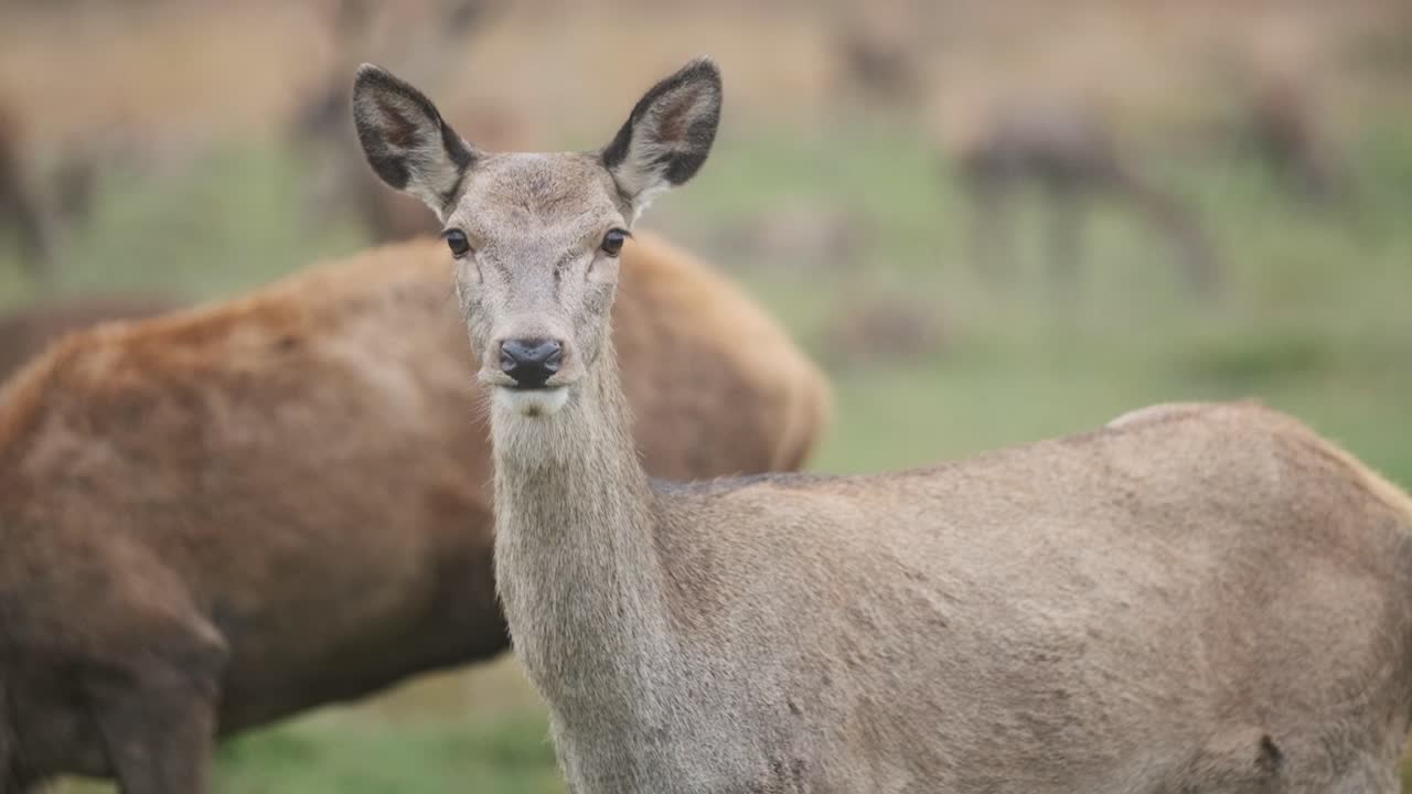 hembra de ciervo mirando a la cámara de cerca en cámara lenta