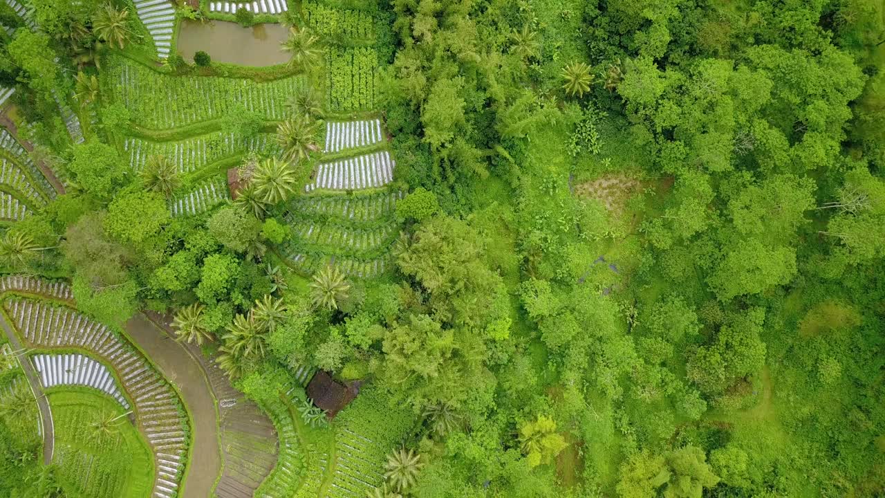 imágenes de drones de paisajes verdes con vista a plantaciones de vegetales y árboles