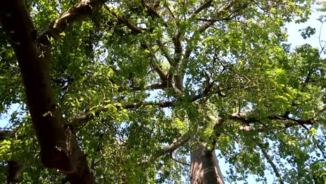 Rotating-shot-looking-up-into-a-Baobab-tree-on-Kwale-Island